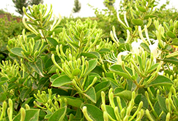 金银花.jpg 金银花.jpg